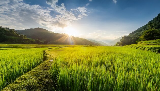 sawah di pagi hari dengan sinar matahari yang cerah matahari benar hampir