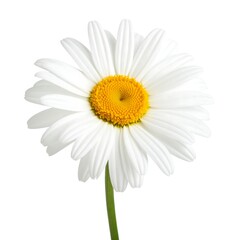 Naklejka premium Single white daisy on white background