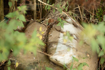 A dirty and torn mattress lies abandoned in overgrown grass