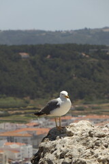 a curious seagull