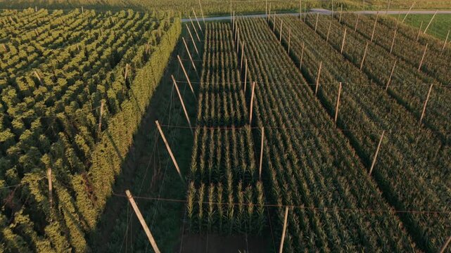 Bavarian Hallertau Hop field from top view as a fly over with a drone during harvest autumn season
