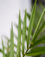dew on grass