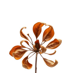 Stylized Dried leaves On White Background