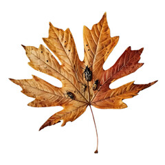 Dried Maple Leaf with insect , Autumn Decay, Nature Textureautumn leaf isolated on white