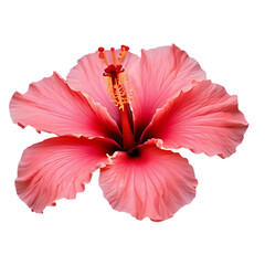 Hibiscus flower isolated on white background ,Pink Hibiscus Close-Up image