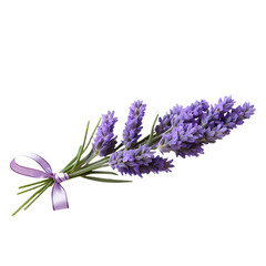 Lavender Bundle with Ribbon ,lavender flowers isolated on white background