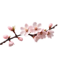 pink cherry blossom isolated , Cherry Blossoms, Pink Flowers Minimal Background