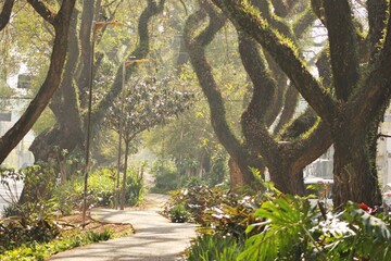 Various vegetation and trees on a boulevard in a city street. Morning light, large tree branches covered by epiphyte plants. 