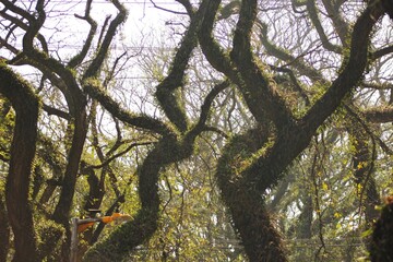 Large dark tree branches covered by  epiphytic plants, green leaves in sunny day light, blurred backgrounds.