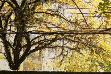 Flourished trre of  Handroanthus albus, (yellow ipe) in a city street. Dark branches, yellow petals flowers in sunny day light.  Spring time in Brazil