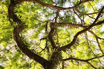 Dark tree branches and vibrant green leaves in contrast with sun light.  Foliage seen from bottom to sky