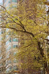 Tree with vibrant colors leaves and dark branches in middle the city, tall buildings in background.  Sunny day light, spring time