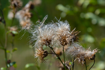 Centaurea scabiosa subsp. apiculata, Centaurea apiculata, Compositae. Wild plant shot in summer