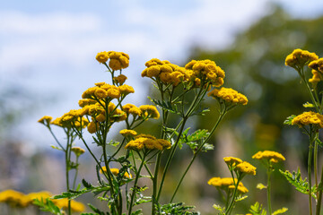 Tansy Tanacetum vulgare wild plant in summer