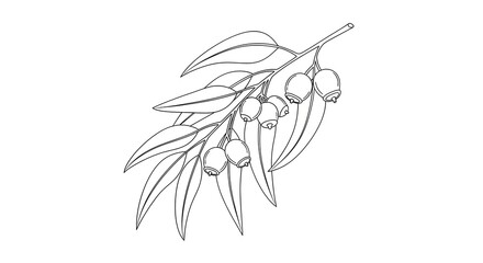 Eucalyptus branch with leaves and gumnuts, detailed line art illustration.