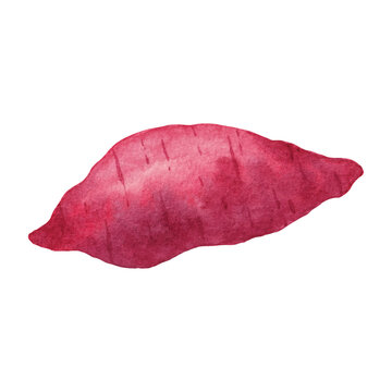 Watercolor illustration of sweet potato, perfect for product packaging, labels, menus, web design, banners, book illustrations and art prints with a natural, organic style. 