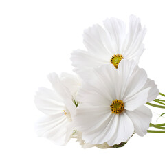 Fototapeta premium White cosmos flowers close up