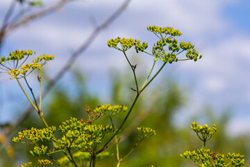 Close up of Wild Parsnip Pastinaca sativa yellow blossoms