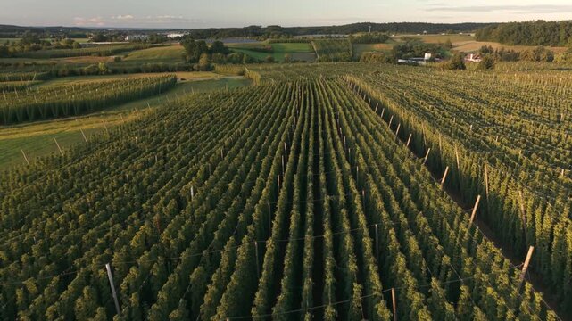 Bavarian Hallertau Hop field from top view as a fly over with a drone during harvest autumn season