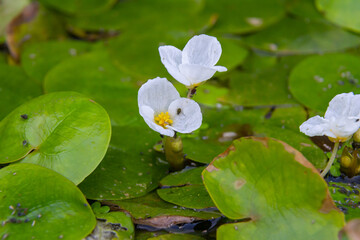 Hydrocharis morsus-ranae, frogbit, is a flowering plant belonging to the genus Hydrocharis in the family Hydrocharitaceae. It is a small floating plant resembling a small water lily