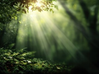 Fototapeta premium Sunlight rays shining through green forest trees, magical morning woodland nature scene