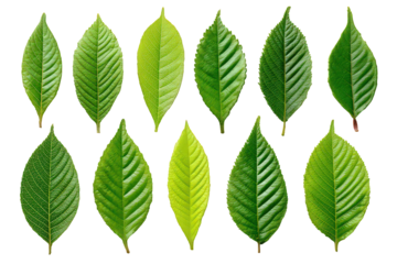 Assorted Green Leaves On Black Background