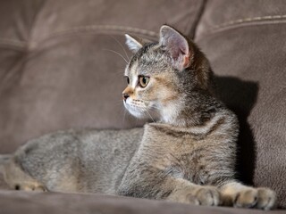 Portrait of a Scottish Straight Golden Shaded Chinchilla kitten on a brown leather sofa in the background, highlighting her expressive face and adorable behavior.  