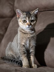 Portrait of a Scottish Straight Golden Shaded Chinchilla kitten on a brown leather sofa in the background, highlighting her expressive face and adorable behavior.  