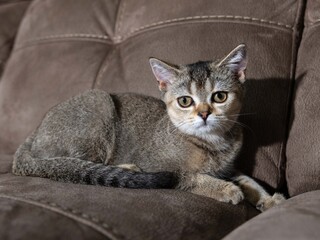 Portrait of a Scottish Straight Golden Shaded Chinchilla kitten on a brown leather sofa in the background, highlighting her expressive face and adorable behavior.  