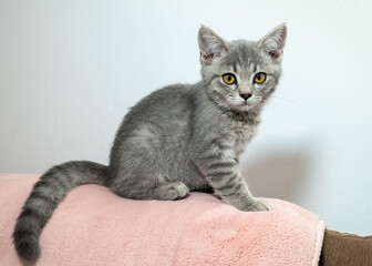 Portrait of a Scottish Straight Blue Point kitten on a sofa with a pink blanket in the background, highlighting her expressive face and adorable behavior.