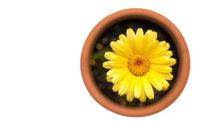 A vibrant yellow flower in a terracotta pot, showcasing its intricate petals and central disc.
