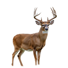 Fototapeta premium Majestic Whitetail Buck Deer with Antlers Isolated on White Background
