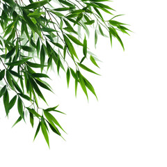 Obraz premium Fresh green bamboo leaves sway gently in the breeze, adding a touch of nature and tranquility to the surrounding space
