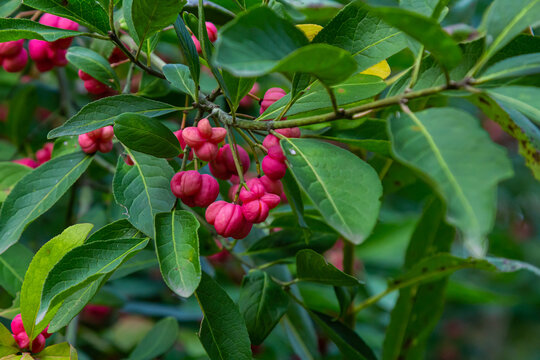 European Spindle Euonymus europaea in park. Red Cascade An autumnal close up image of the deciduous shrub euonymus europaeus