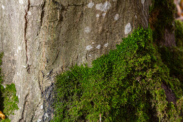 A hornbeam tree is covered with moss