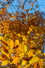 Autumn coloured beech leaves on a grey background in a forest. Autumn nature