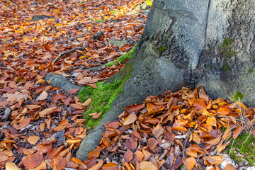 A close-up of a forest floor covered in autumn leaves, bathed in the golden light of the setting sun. Large tree roots, covered in moss, spread across the ground, mystic, enchanting
