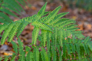 Worm fern, Dryopteris filix-mas, is a poisonous forest plant that is also used as a medicinal plant