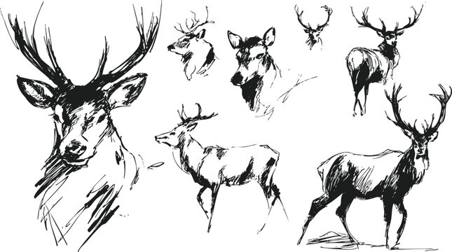 Hand drawn deer sketches in rustic vintage crayon styleю Wildlife illustration, hunting art, tattoo pencil drawing.