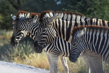 Steppenzebras (Equus quagga) im Etoscha Nationalpark