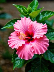 Blooming hibiscus flower tropical garden nature photography lush environment close-up view vibrant colors