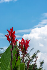 빨간 꽃이 있는 여름날