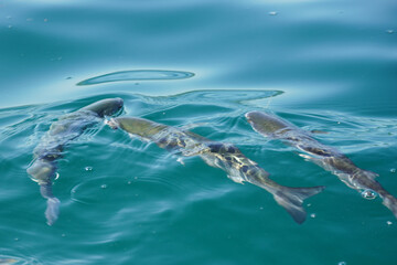 Fish Swimming in Clear Water