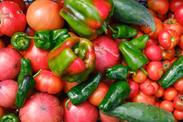 Freshly harvested tomatoes, peppers, cucumbers and cherry tomatoes.