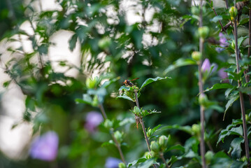 꽃위에 앉은 말벌