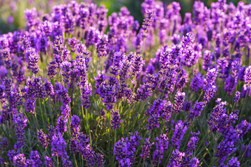 Close up, macro view of vibrant purple lavender flowers in soft evening sunlight. Golden light, delicate texture and fragrant essence of blooming plants in full summer. Natural background, lanscape