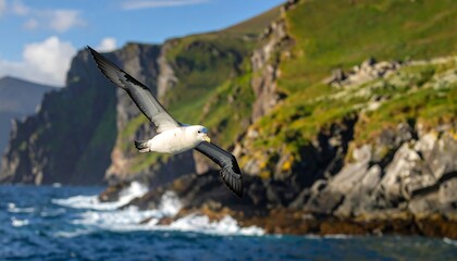 Naklejka premium A magnificent seabird soars effortlessly above a rugged coastline, its white plumage contrasting beautifully against the dark cliffs and vibrant green vegetation.