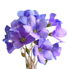 Delicate purple violets are gathered in a graceful arrangement, showcasing their intricate details and vibrant colors