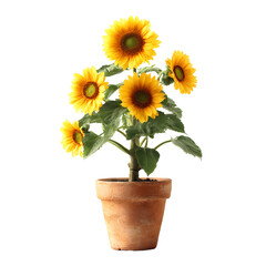Yellow sunflowers in terracotta pot