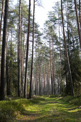 Scenic Forest Path Among Tall Trees
